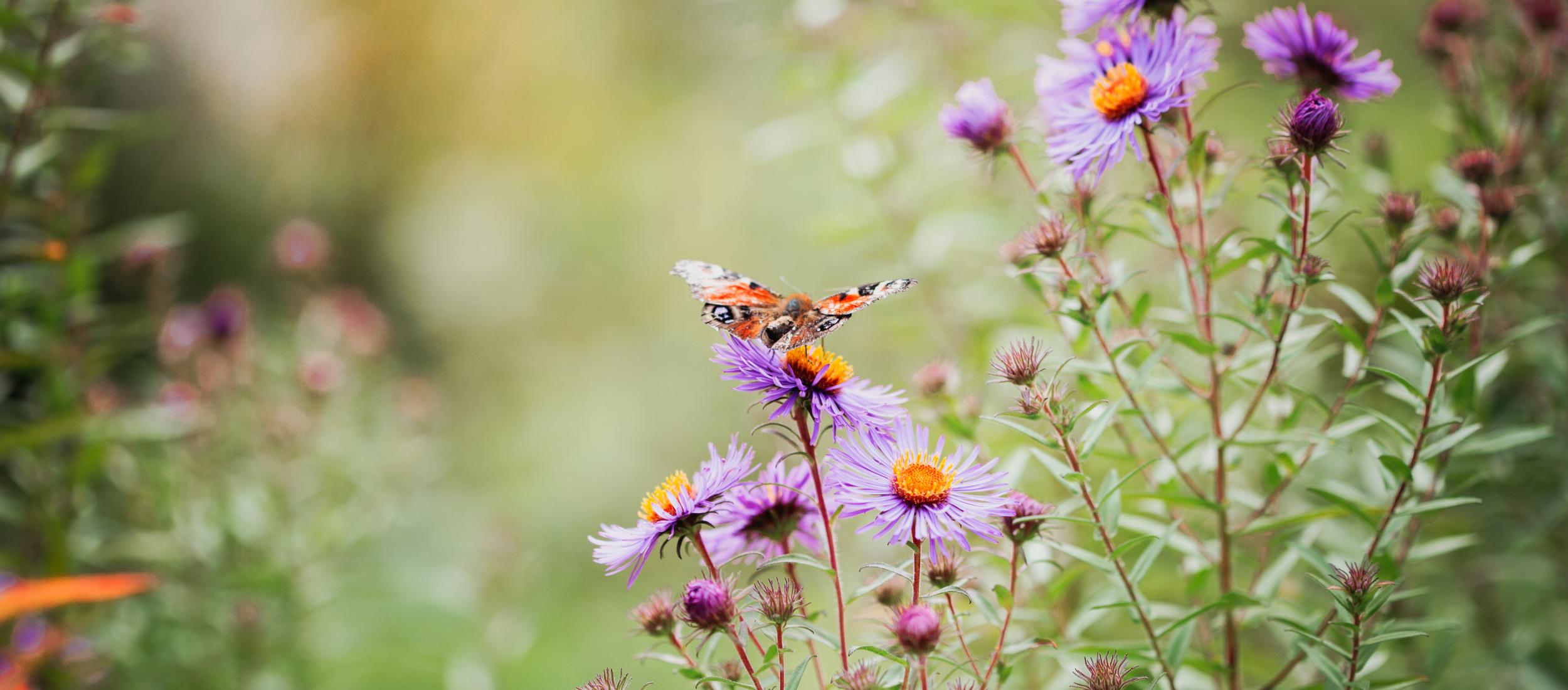 vlinder-op-bloem- insectenleven